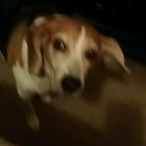 Meet your Posher, Arnold